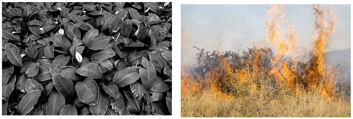 Lifeblood: Pure white arum lilies, Durban Botanic Gardens & Wildfire in the hot bushveld, Hluhluwe